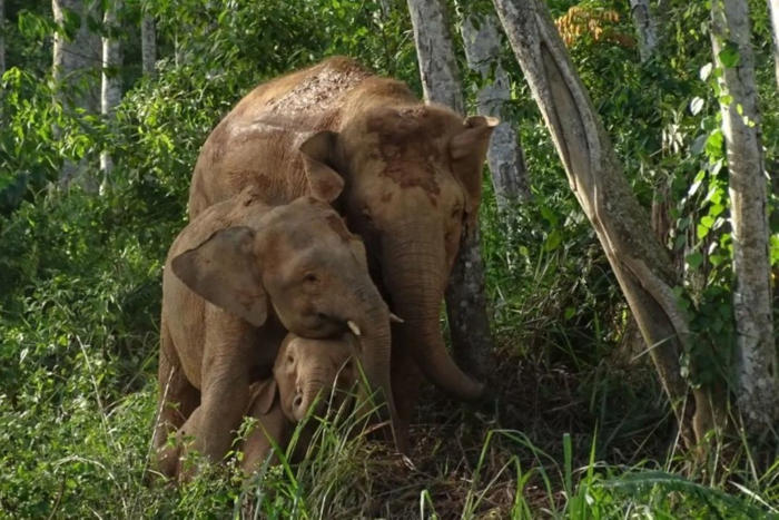 sabah’s pygmy elephants listed as endangered by iucn