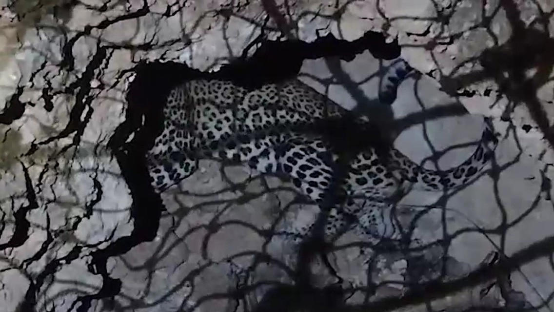 leopard gets stuck in hole in andhra pradesh, captured by forest officials