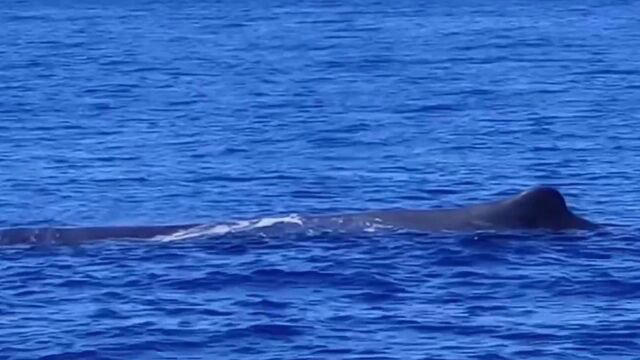 ιόνιο πέλαγος: φάλαινα κολυμπούσε δίπλα σε ιστιοπλοϊκό σκάφος (βίντεο)