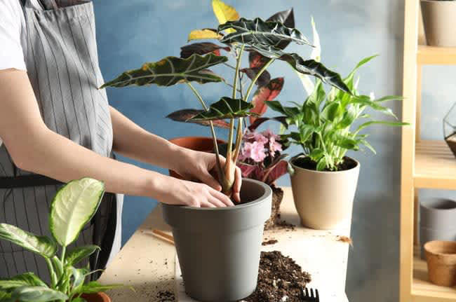 実は育てるのが難しい観葉植物５選！初心者が避けるべき種類とは？