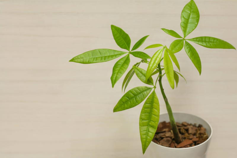 実は育てるのが難しい観葉植物５選！初心者が避けるべき種類とは？