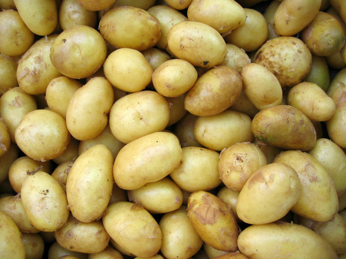 na pěstování brambor nepotřebujete půdu: zkuste je pěstovat ve slámě