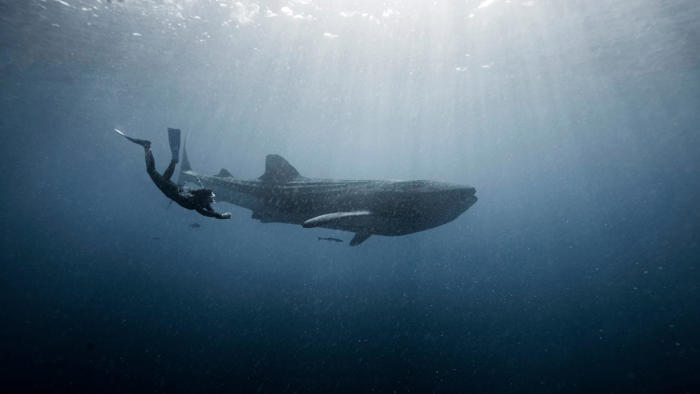 ¿puede el ecoturismo salvar el tiburón ballena de la extinción?