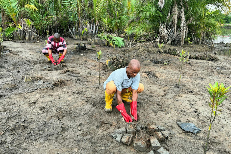 nigerians strive to bring mangrove forests back to life