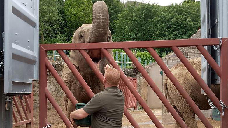belfast zoo's elephants ready for retirement home