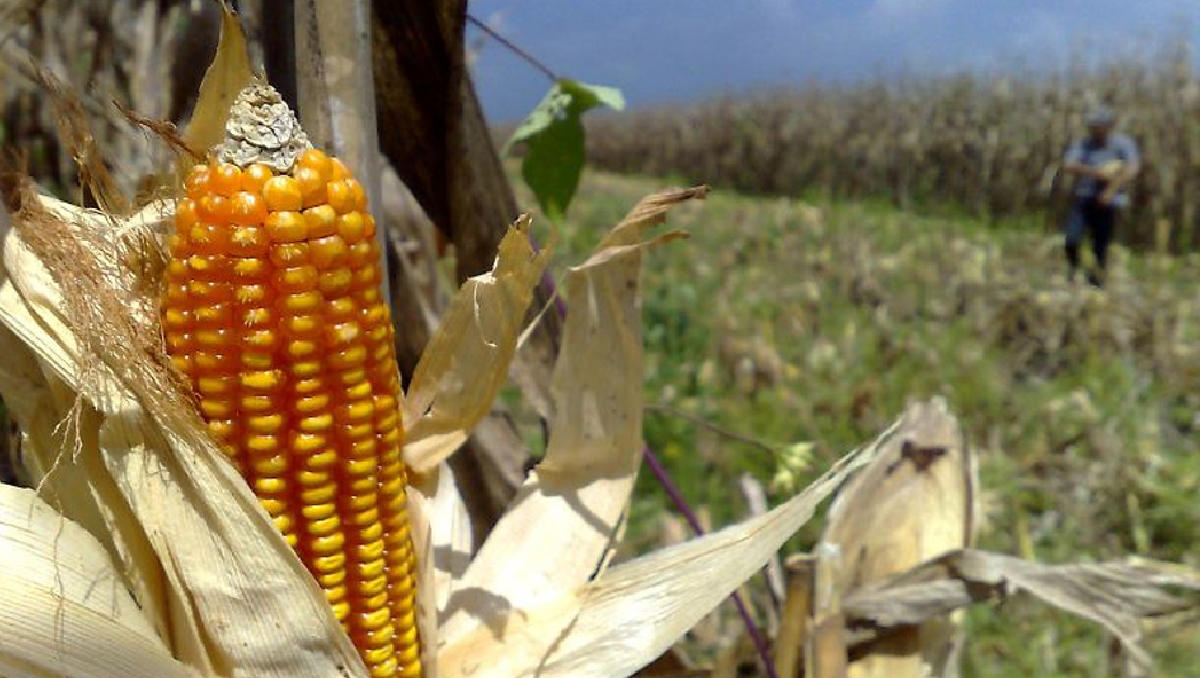 afecta sequía la producción de maíz en jalisco, señala delegado de campesinos