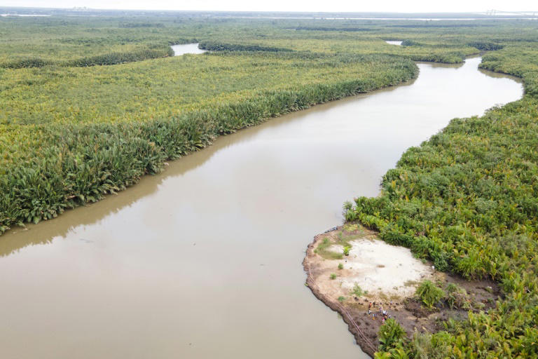 nigerians strive to bring mangrove forests back to life