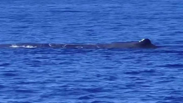 εκπληκτικό θέαμα: φάλαινα φυσητήρας κάνει βουτιές δίπλα από ιστοπλοϊκό μεταξύ ζακύνθου- πύλου- δείτε βίντεο