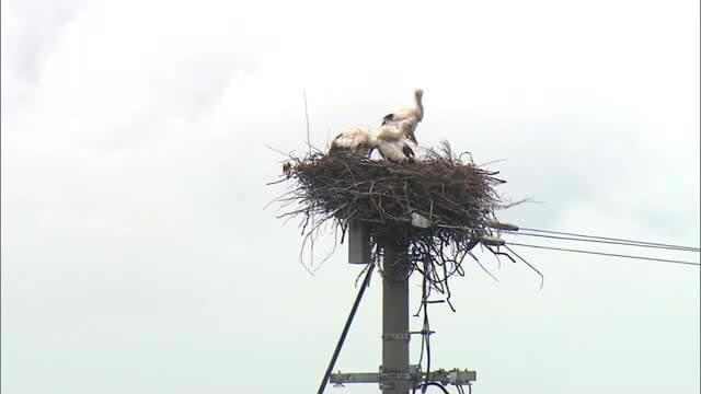 大山で国の天然記念物“コウノトリ”のヒナ３羽誕生 鳥取県西部で初確認 約1カ月後の巣立ちへ見守り