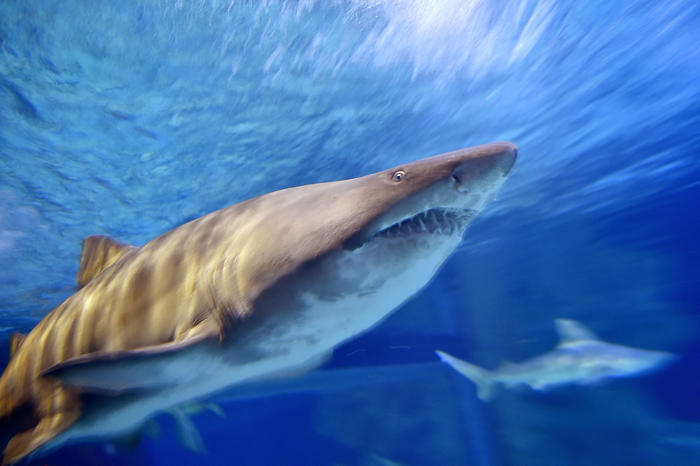 rare shark 'stabbed,' left for dead on massachusetts beach