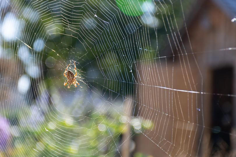 having spiders in your house can help ease hay fever symptoms
