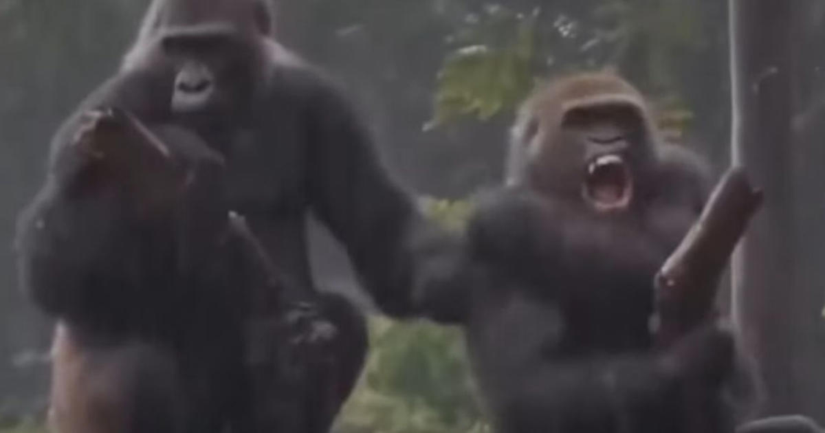 se den sjove video her: gorillaer skændes som et gammelt ægtepar