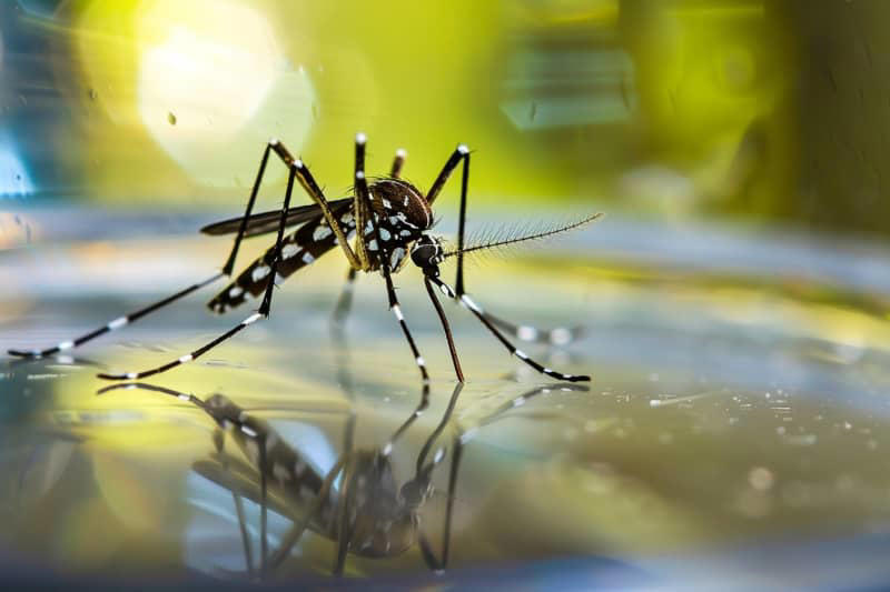 60 millions de consommateurs dévoile le meilleur et le pire anti-moustiques