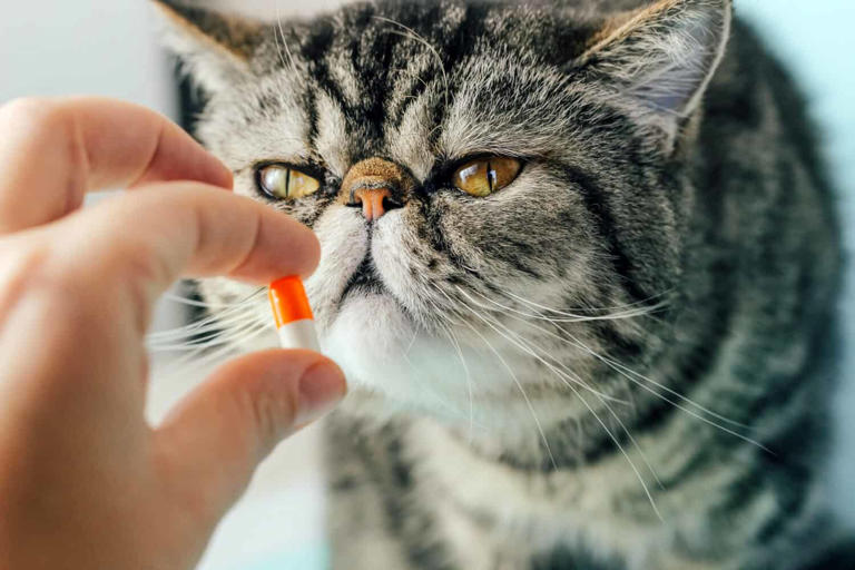 Prednisolone Dosage Chart For Cats Risks Side Effects Dosage And More 2320