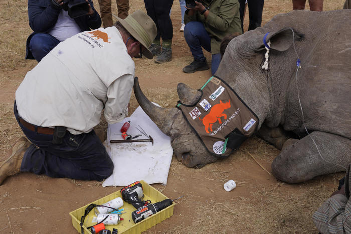 en images : l'opération de la dernière chance pour sauver les rhinocéros du braconnage