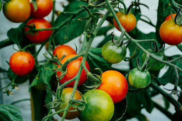 dzięki temu pomidory będą zdrowe, dorodne i krwiście czerwone. wystarczą 3 łyżeczki produktu do wody