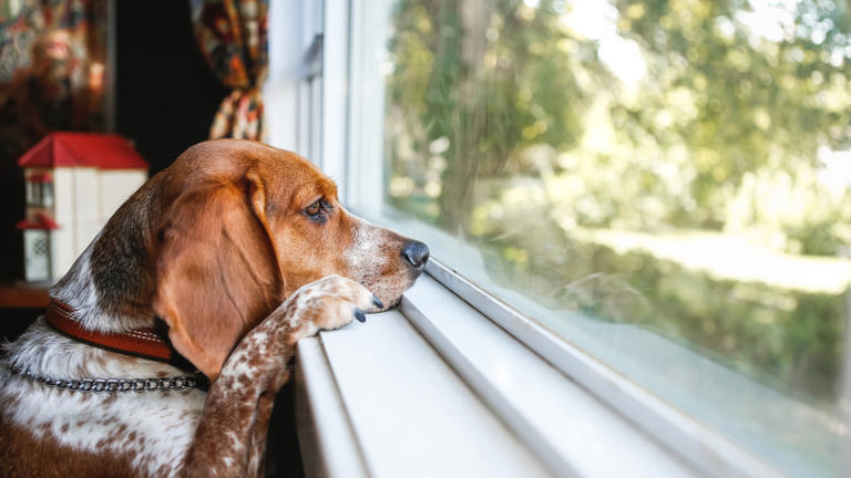 a kutyák az illatok intenzitása alapján is érzékelik az idő múlását