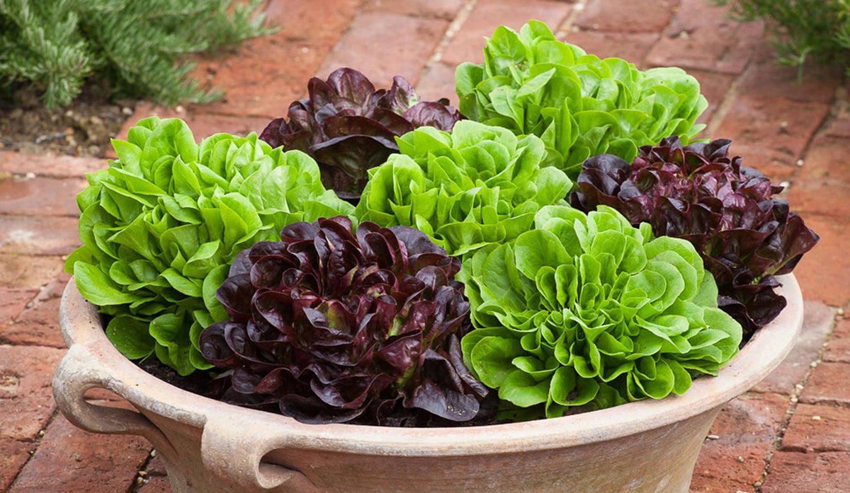 amazon, how does e.coli get on to lettuce? three ways the bacteria can enter the food chain