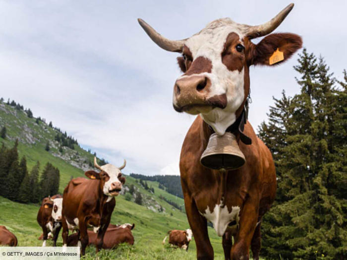 pollution : les pets du bétail seront désormais taxés au danemark