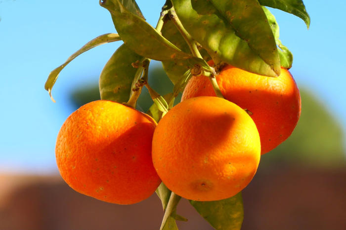 fresas, naranjas, manzanas golden... los productos que más han subido de precio