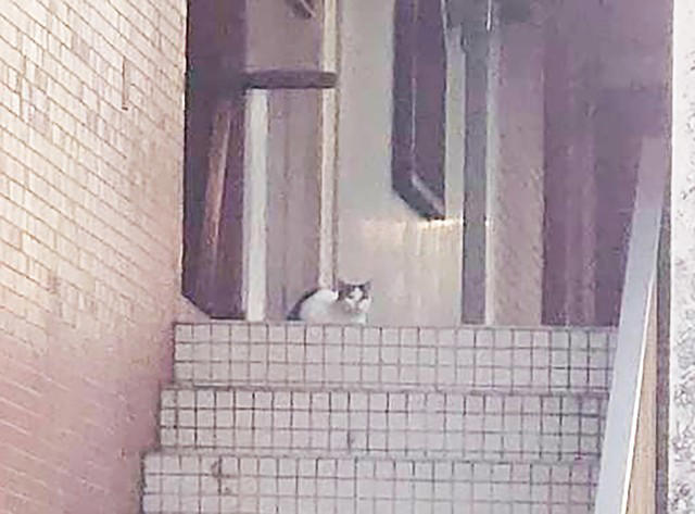 テナントビルで増え続ける外猫 建物内は糞尿の臭い 「野良猫ビル」13匹の一斉保護が始まった