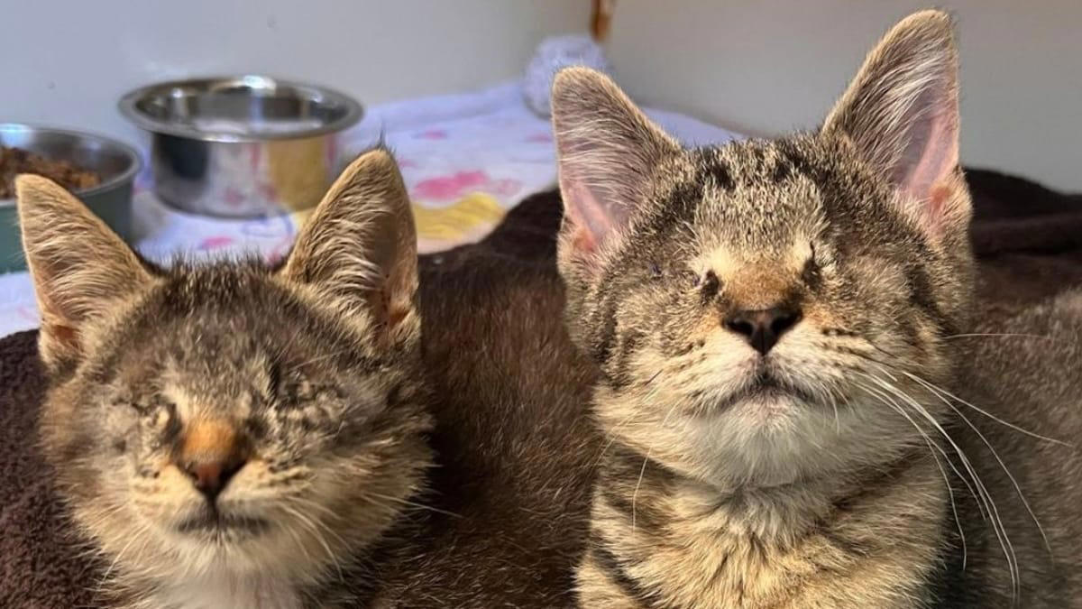 dwa kotki ze schroniska przechodzą operację usunięcia oczu. nie do wiary, co dzieje się później