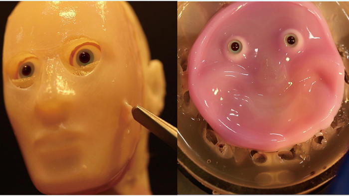 android, scientists find a way to attach living skin to robot faces, making them look alive