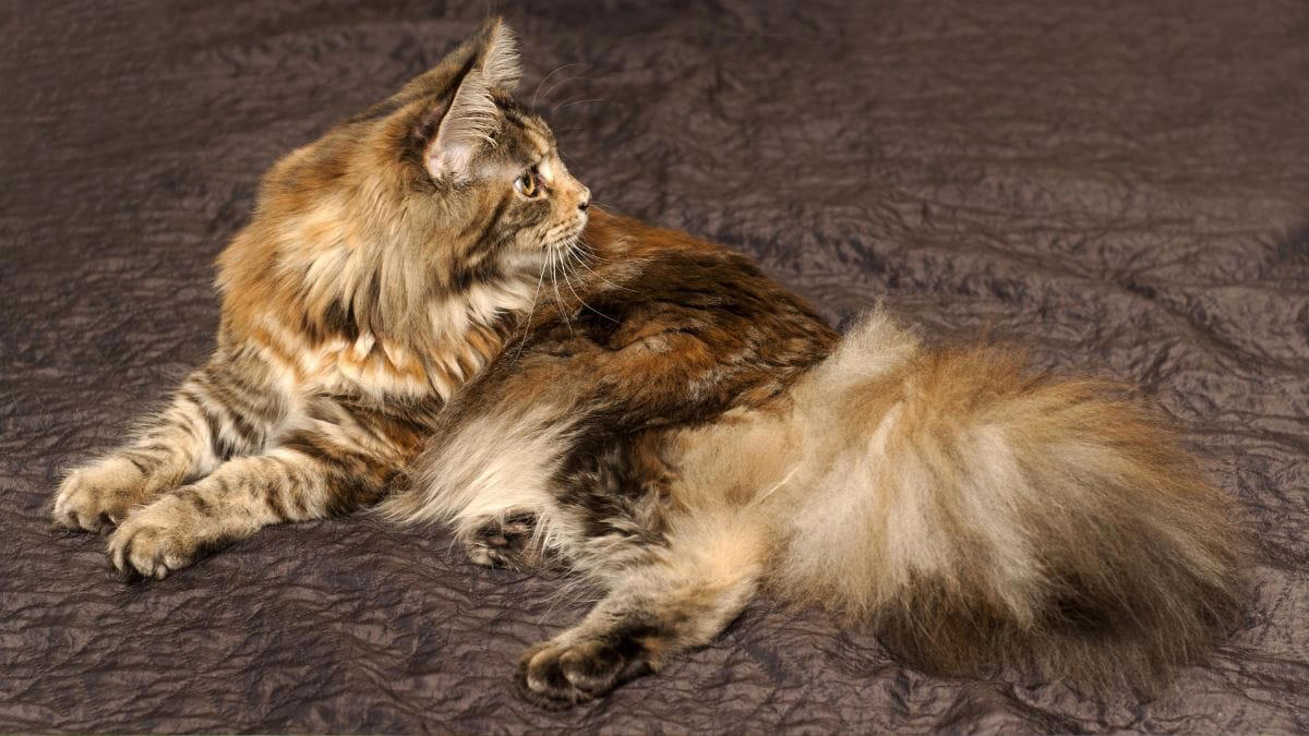 braune katzen: wunderschön und selten