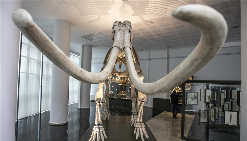 araştırmaya göre, yünlü mamutların nesli 