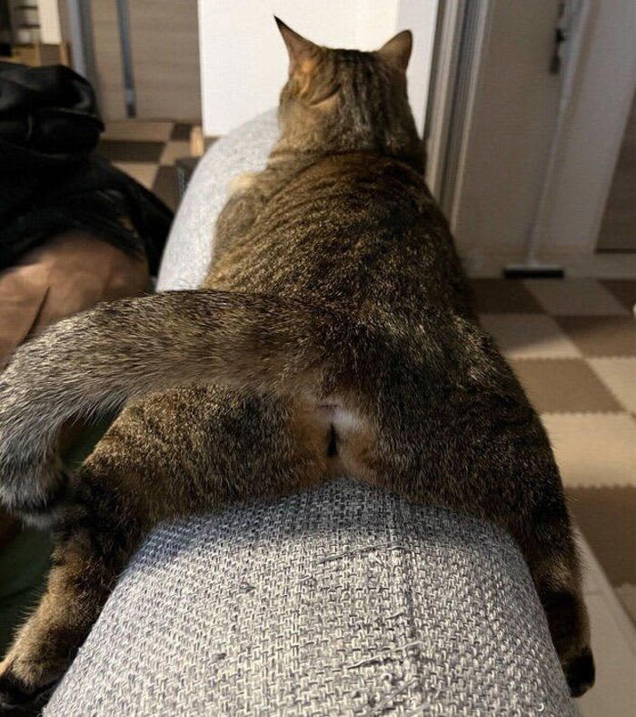 「ソファの背もたれ」にまたがってくつろぐ元保護猫 カメラにどーんと写る可愛いおしりにクスッ！