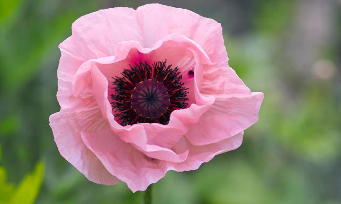 an ode to poppies: the prettiest, trickiest stars of summer gardens