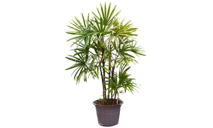 houseplant of the week: bamboo palm