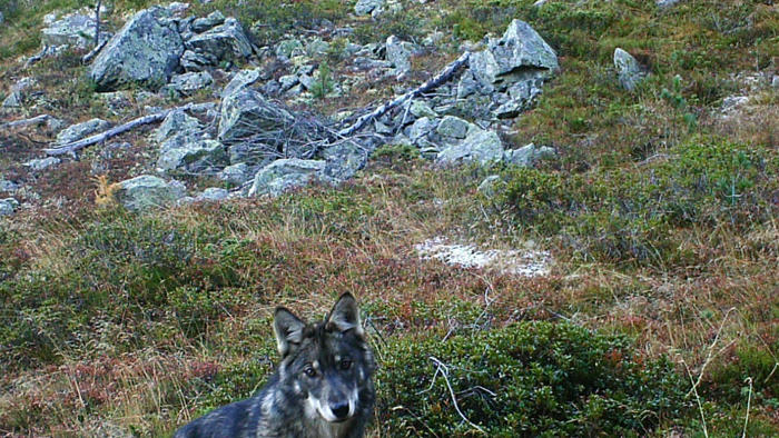 ngo blockieren präventive regulierung: während sich fünf richter beraten, reisst das wolfsrudel über 50 nutztiere