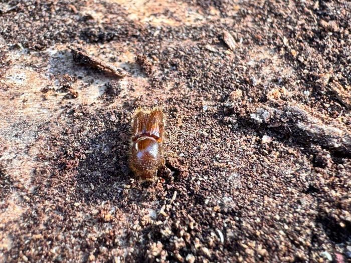 şavşat karagöl sahara milli parkında zararlı böceklerle mücadele sürüyor