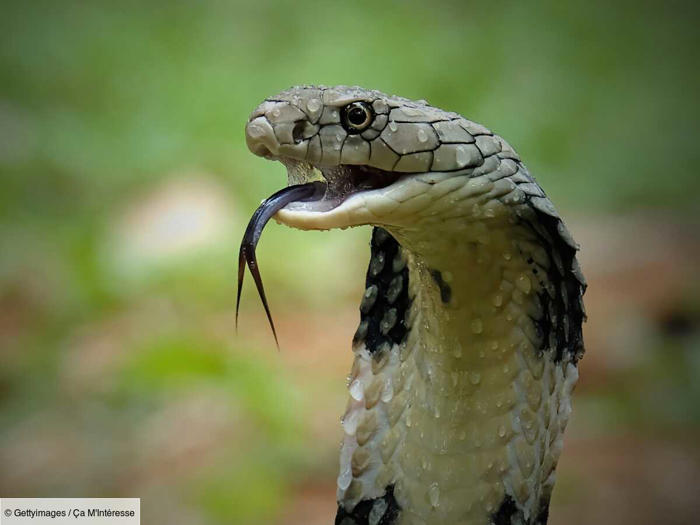 amazon, c'est quoi ce serpent vert et poilu découvert en thaïlande ?