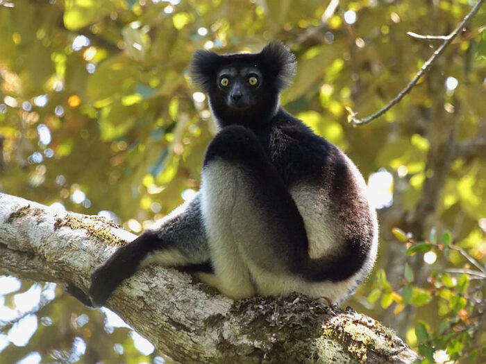 Singing Lemurs Share Ancient Musical Heritage with Humans