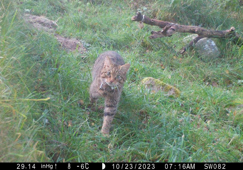 ‘we didn’t dare to dream’: hope as scottish wildcat kittens born in national park