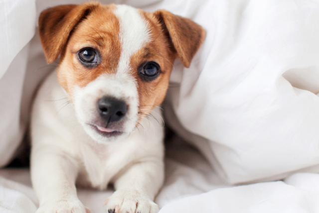estas son las razones por las que los perros rascan la cama, según una psicóloga canina