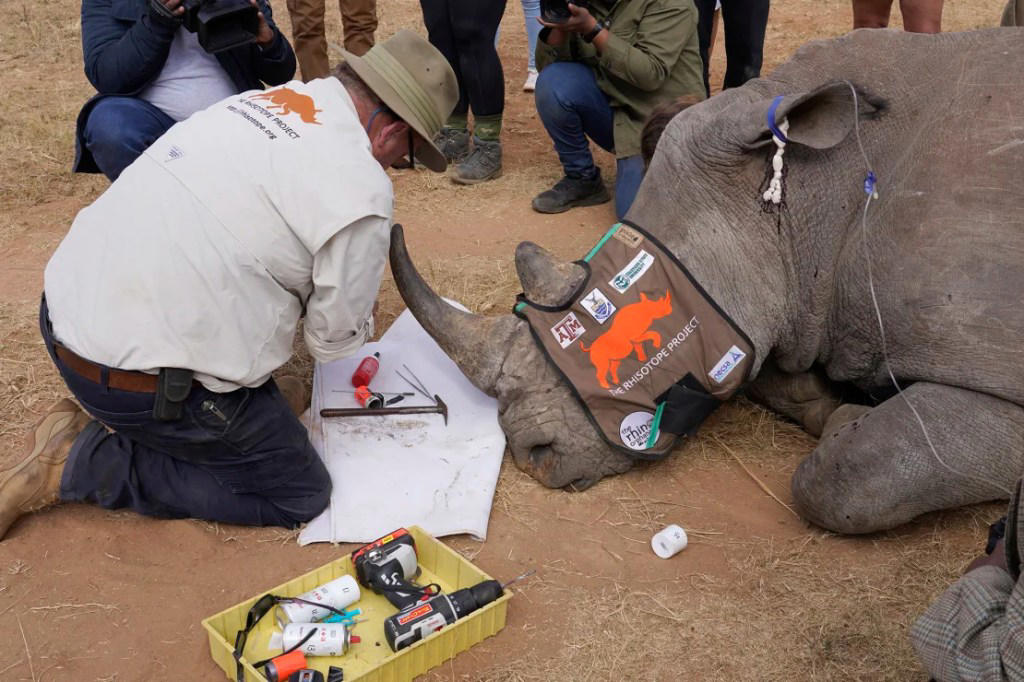 científicos inyectan material radiactivo a rinocerontes en un intento por frenar la caza furtiva
