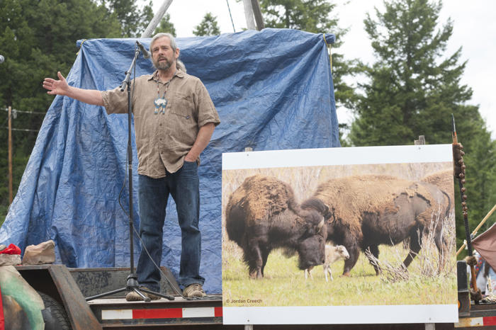 yellowstone officials: rare white buffalo sacred to native americans not seen since june 4 birth