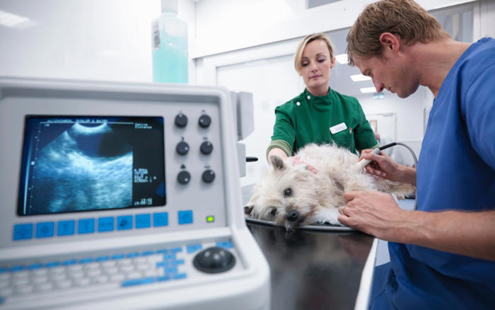 the real reasons your vet bills have shot through the roof