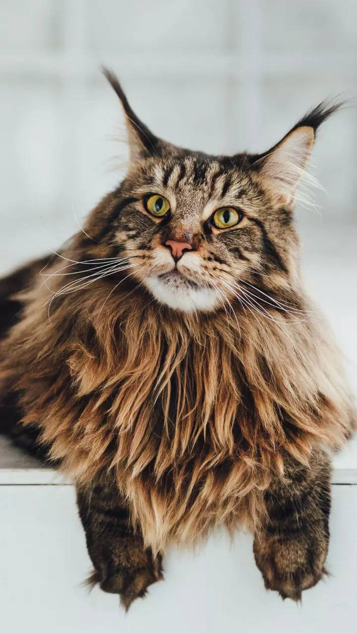 10 cat breeds that are considered to bring good luck