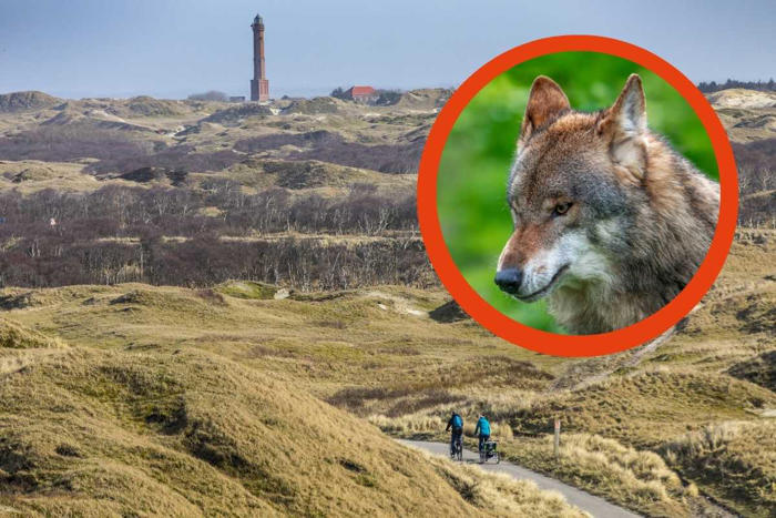 norderney: wolf wieder gesichtet – abschuss und gut? „risiko ist einfach zu groß“