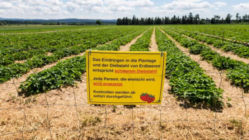 erdbeer-saison zu ende: amt warnt dringend vor betreten der felder