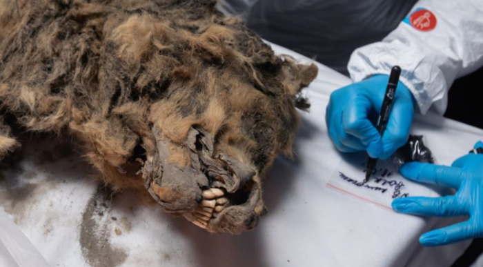 descubren una especie congelada de 44 mil años de antigüedad, ¿de qué animal se trata?