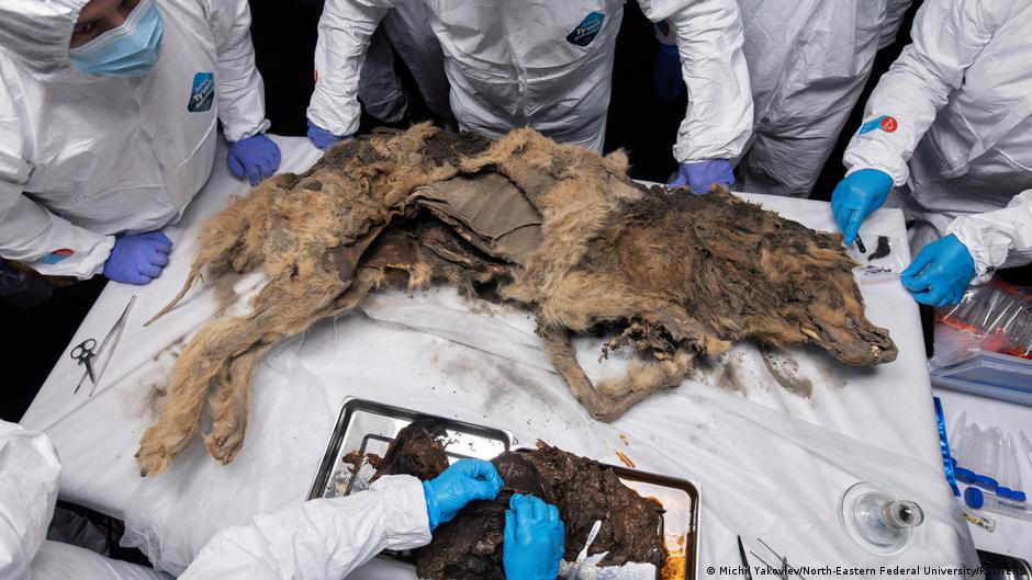 científicos rusos realizan autopsia a un lobo de 44.000 años congelado en el permafrost