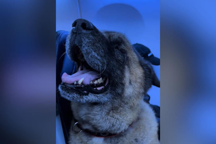 man buys extra seat on plane for his 90 lb dog: 'personal comfort'