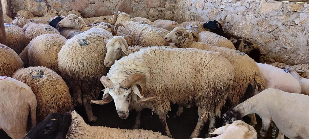 antalya’da havalar ısındı, koyun kırkımı başladı