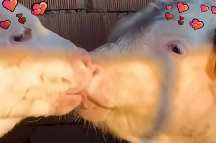 søt video: okse og ku deler det mest utuktige kysset du noen gang har sett