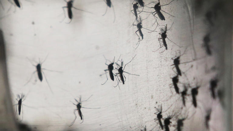 szúnyogok terjesztik az újabb kórt európában, de itt a megoldás
